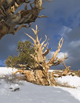 Images Dated 8th May 2005: USA, California, White Mountains. Bristlecone pine trees