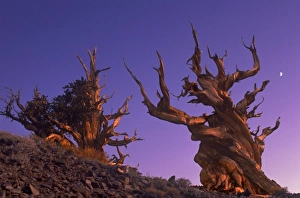 Phase Prints: USA, California, White Mountains. Two bristlecone pine trees at sunset with a quarter moon