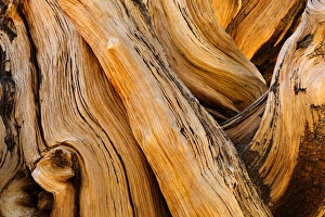 Images Dated 30th August 2012: USA, California, White Mountains Wilderness. Patterns in bristlecone pine wood. Credit as