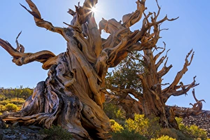 USA, California, White Mountains Wilderness. The Sentinel Tree bristlecone pine. Credit as