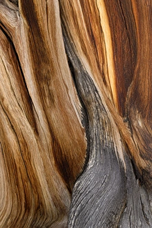 USA, California, White Mountains Wilderness. Patterns in bristlecone pine wood. Credit as
