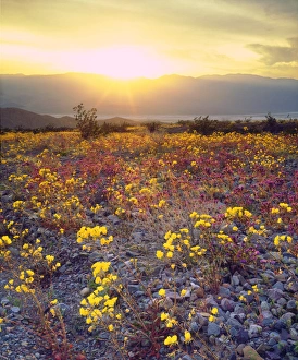 Images Dated 6th May 2014: USA, California, Wildflowers in Death Valley National Park, CA