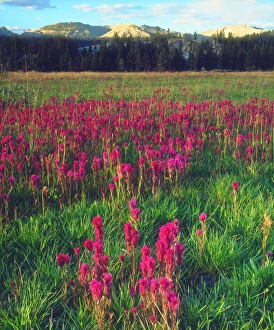 Images Dated 6th May 2014: USA; California; Wildflowers in the Sierra Nevada Mountains
