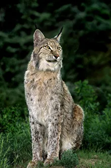 USA, California, Wildlife Waystation. Captive Canadian lynx in rescue facility