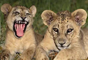 Images Dated 6th August 2020: USA, California, Wildlife Waystation. Captive lion cubs at rescue facility
