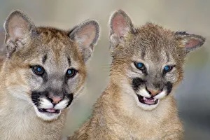 Images Dated 8th August 2020: USA, California, Wildlife Waystation. Captive mountain lion cubs at rescue facility