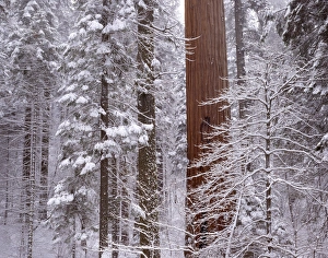 Images Dated 29th December 2011: USA, California, Winter, Giant Forest, Sequoia and Kings Canyon National Park