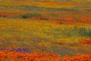 Painterly Prints: Usa, California. Yellow, orange, and purple wildflowers fill a meadow near Poppy Reserve