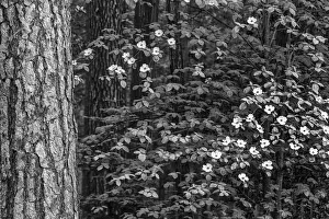 Images Dated 15th February 2019: USA, California, Yosemite, Dogwoods