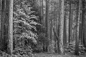 Dogwood Prints: USA, California, Yosemite, Dogwoods