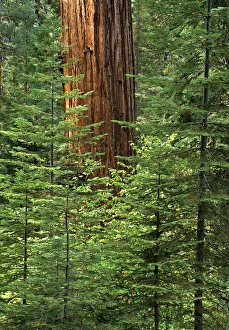 USA, California, Yosemite National Park, Giant sequoia in Tuolumne Grove