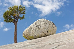 Images Dated 6th September 2012: USA, California, Yosemite National Park. Pine tree and boulder