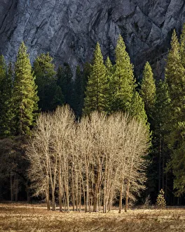 Togetherness Prints: USA, California, Yosemite National Park, Ahwahnee Meadow cottonwood trees
