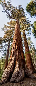 USA, California, Yosemite National Park. Giant Sequoia trees in Mariposa Grove