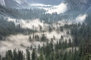 Images Dated 10th April 2022: USA, California, Yosemite National Park. Sunrise fog on Yosemite Valley forest sunrise