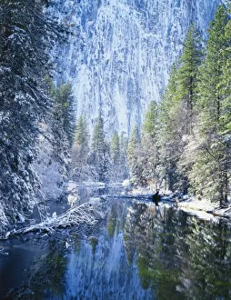 Images Dated 25th March 2010: USA, California, Yosemite National Park, Yosemite Valley, Snow covered trees along