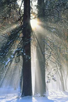 Images Dated 25th March 2010: USA, California, Yosemite National Park, Sun rays streaming through snow covered trees
