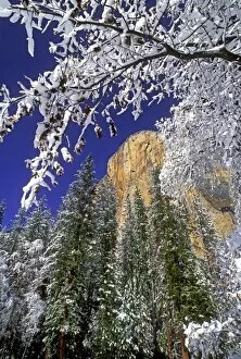 Images Dated 12th October 2007: USA, California, Yosemite National Park. El Capitan framed by snow-covered black oaks in winter