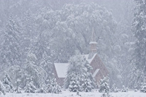 USA, California, Yosemite National Park. Yosemite Chapel in Snowstorm
