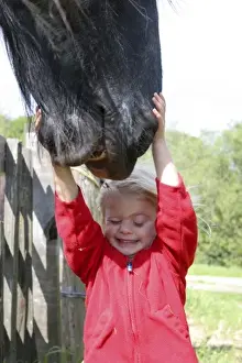 Stretching Prints: USA, California. Young girl tries to hold the mouth of a draft horse at Wilder Ranch