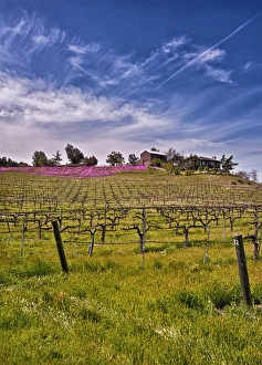 Images Dated 13th March 2011: USA, Califronia, Temcula. Lumiere Winery in spring in Temecula