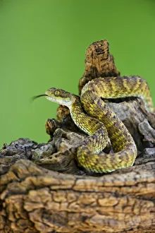 Viper Prints: USA. Captive Broadleys bush viper coiled on tree limb