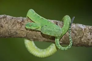 Viper Prints: USA. Captive green West African bush viper on limb