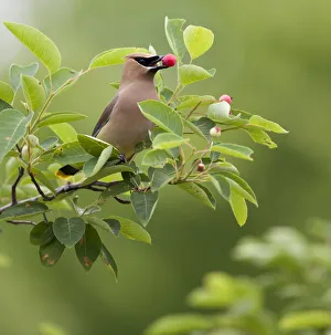 USA, Carmel, Indiana. Cedar waxwing feeds on serviceberry fruit