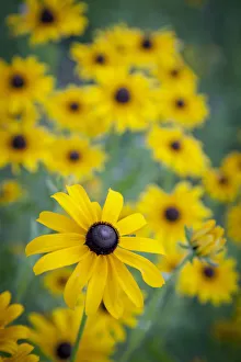 Images Dated 29th June 2011: USA, Carmel, Indiana. Cluster of black-eyed Susans in Indiana