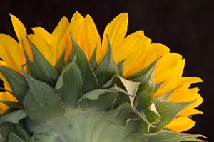 Curl Prints: USA, Carmel, Indiana. The back of a sunflower has twists and curves