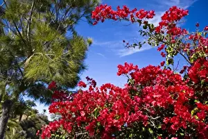 Catalina Prints: USA, Catalina Island. Taking a walk up the mountainside reveals a bright variety of local flowers