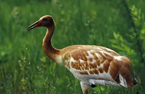 Fledgling Prints: USA, Central Florida. 2 month old Whopping Crane fledgling (Grus americana)
