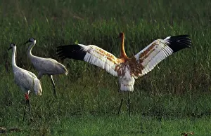 Wingspan Prints: USA, Central Florida. 3 month old Whopping Crane chick streches wings by parents