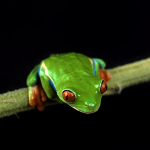 USA. Up close portraits of green tree frogs