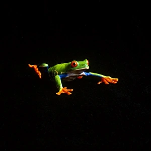 Micah Wright Prints: USA. Up close portraits of green tree frogs
