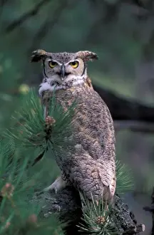 Horned Owl Prints: USA, CO, Colorado Springs. Great Horned Owl in pine tree