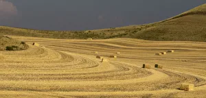 Straw Prints: USA, Colfax, Washington State, Palouse region
