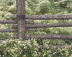 Chamomile Prints: USA, Colorado