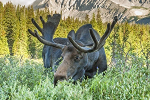 Images Dated 14th August 2014: USA, Colorado, Arapaho National Forest. Male moose grazing on bush
