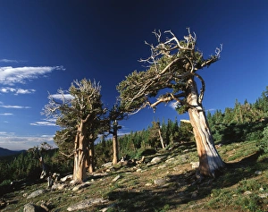 Images Dated 11th February 2013: USA, Colorado, Arapaho National Forest, View of Bristlecone Pines (Pinus aristata)