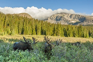 Images Dated 14th August 2014: USA, Colorado, Arapaho National Forest. Three male moose grazing on bushes. Credit as