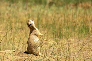 Danger Prints: USA, Colorado, Arapaho National Wildlife Refuge