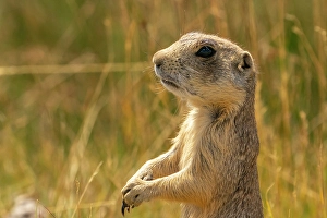 Images Dated 18th April 2024: USA, Colorado, Arapaho National Wildlife Refuge