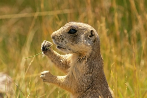 Images Dated 18th April 2024: USA, Colorado, Arapaho National Wildlife Refuge