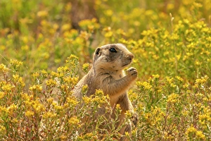 Images Dated 18th April 2024: USA, Colorado, Arapaho National Wildlife Refuge