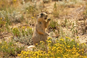 Images Dated 18th April 2024: USA, Colorado, Arapaho National Wildlife Refuge