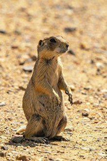 Images Dated 18th April 2024: USA, Colorado, Arapaho National Wildlife Refuge