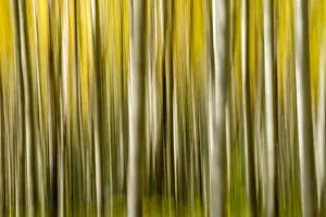 Décor Prints: USA, Colorado, Aspen, Abstract, Fall Colors