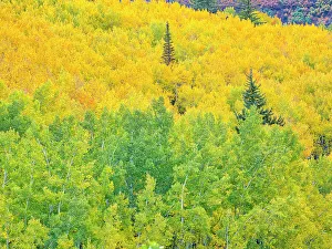 Glow Prints: USA, Colorado, Aspen. Autumn Aspens and spruce trees