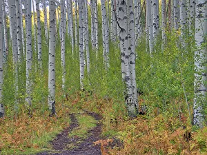 Prints of USA, Colorado, Aspen. Backroad and Aspens Images Dated 2023 March: USA, Colorado, Aspen. Backroad and Aspens